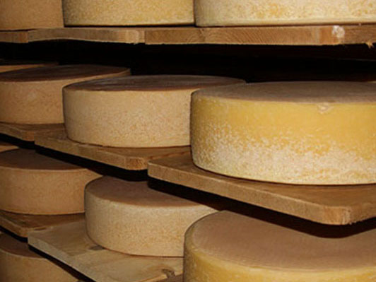 Käse reifen im Ziegelgewölbekeller auf Fichtenbrettern